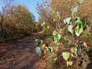 Alla Madonnina del Costone (1195 m) in veste autunnale da Salmezza-21ott24 - FOTOGALLERY